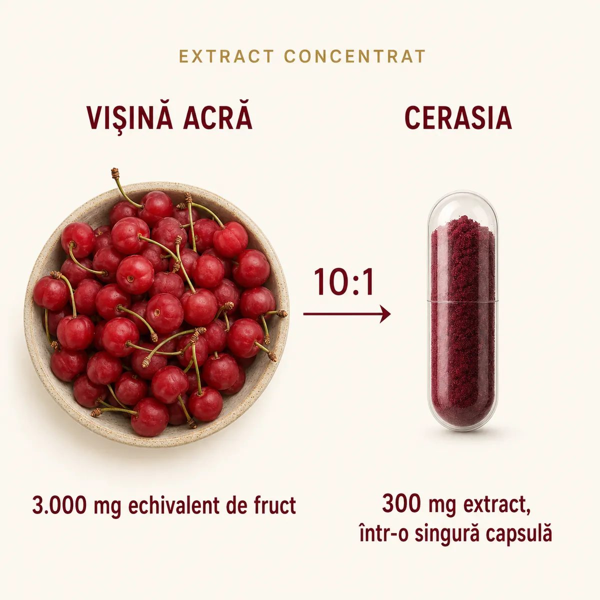 Zece părți de vișine acre dau o parte de extract: 3.000 mg echivalent de fruct = 300 mg extract într-o capsulă